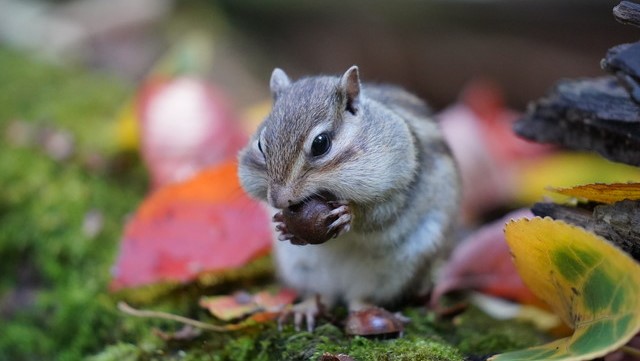 欲張らないで1社ずつ応募